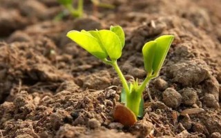 花生的生长过程，发芽出苗期大约为5-15天