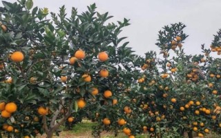 柑橘的晚熟品种，常见的有不知火、春见、大雅柑、明日见等