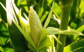 先正达408玉米种子简介,要求土壤肥力中等以上