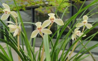 莲瓣兰有几种，常见的有滇梅、奇花素、心心相印等