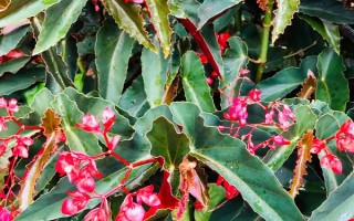 竹节秋海棠是什么,属多年生常绿草本植物