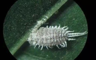 春天怎么防治猕猴桃桑白蚧，冬季清园并喷施石硫合剂可减轻翌年为害