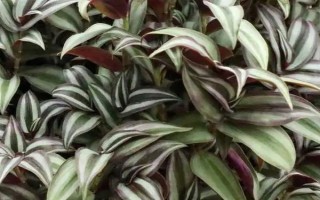 吊竹梅叶片上白虫是什么东西，可能是白粉虱和蚜虫