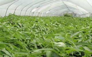 空心菜的种植方法，一般在4月下旬-5月上旬种植