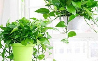 种植绿萝的好处,可美化环境、净化空气等