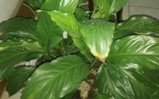 白掌烂根怎么办,根据烂根的程度来选择处理方式