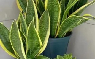 虎皮兰的叶片为何又软又皱，可能是光照过强、水分过多、缺少营养等原因所导致