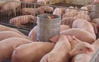 2017年养猪前景，猪价将依然处于高点