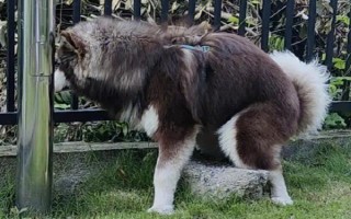 阿拉斯加雪橇犬的训练方法，使用特定语气加上手势动作可让它听话