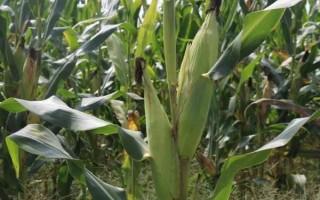 NK718玉米种子特征特性，中抗大斑病（5mr）