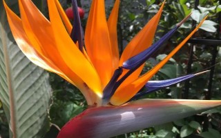 天堂鸟适合家养吗，适合养家里