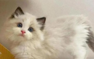 猫慢性肾衰竭症状能不能治愈，对症下药可以减缓恶化速度