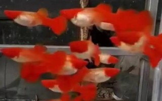 孔雀鱼如何喂养，首先注意养殖密度