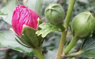 家里可以养木槿花吗，家里不适合养木槿花