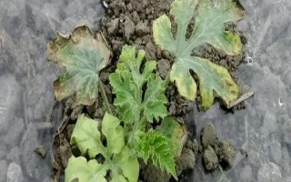 西瓜缓苗期死苗的原因，可能是低温高湿所致