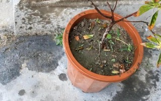 杜鹃如何浇水，一定要掌握见干见湿的原则