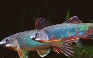 我国淡水鱼产量最多的地方，是长江三角洲