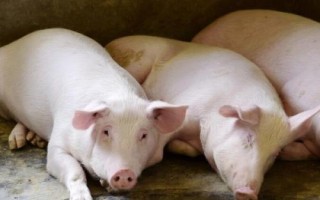 猪的正常体温是多少度，不同生长阶段的猪只体温不同