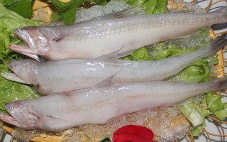 水电鱼的学名，学名叫龙头鱼