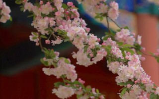海棠花与梅花有什么区别,株形、叶片、花朵、花期均不同