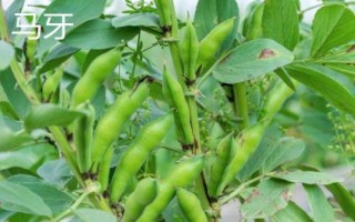 蚕豆的成熟期，每年5月份可上市