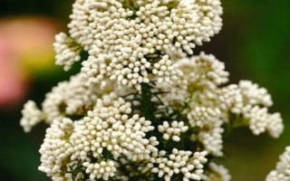 米花是什么植物，是煤油草属的常绿灌木