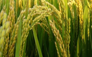 嘉早311(原名:Z04-311)水稻种子特点,做好白叶枯病防治