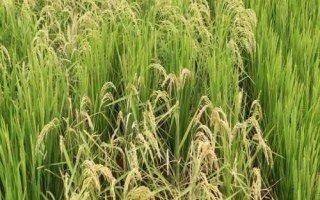 仁优9号水稻种子特点,秧田播种量每亩15.0千克