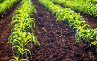 磷肥施用方案，要因土施用