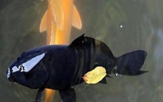 黑色锦鲤鱼的其它叫法，别称乌鲤是锦鲤中的原始品种