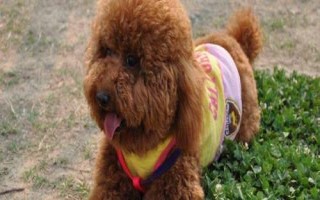 贵宾犬和泰迪犬的区别,贵宾泛指深色毛、体型较小的贵宾犬