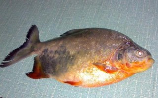 淡水白鲳以什么为食，在食物严重匮乏时可进化成“食人鱼”