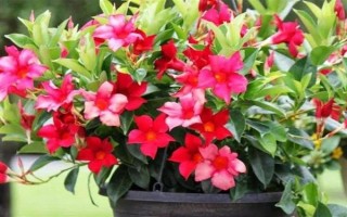 飘香藤的花语，寓意难忘爱情、充满生机等