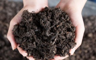 甘蓝属于哪个季节的蔬菜，一般在春季3-4月份收获