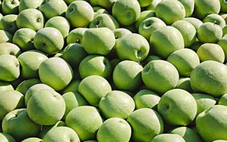 苹果的种植前景，收益可观但市场饱和度高可能会供大于求