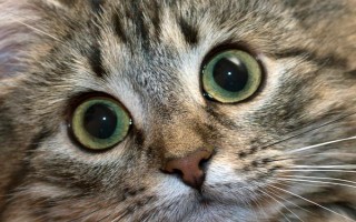 猫眼睛白天和黑夜有什么变化,白天瞳孔缩小夜晚瞳孔很大