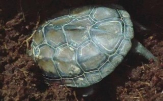 乌龟怎么冬眠，进入冬眠的前两周需停止喂食