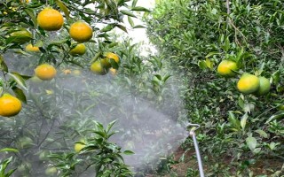 农作物根外施肥技术，根据气候条件选择喷肥时间