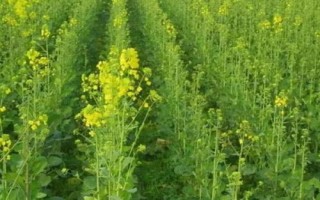 北方什么时候种油菜,一般在春季3-4月播种