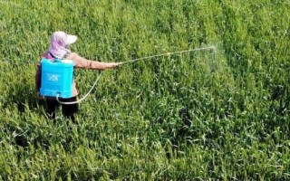 氟磺胺草醚药害，在土壤中的残留期较长