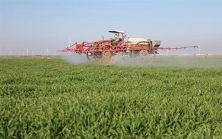 啤酒大麦为什么会倒伏，可能是种植密度大、氮肥过量、遇到降雨等因素造成