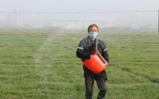小麦浇完返青水为什么会叶面发黄,主要有以下5个因素