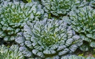 呼和浩特市适合种植什么菜，可选择雪里蕻、大白菜、芥菜等