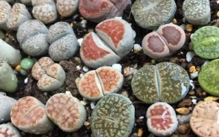 生石花的介绍和养殖方法，在非雨季生长开花