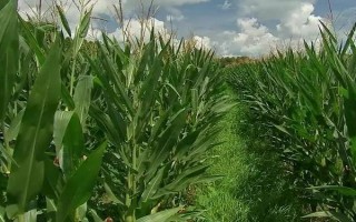 富尔116玉米种子简介，亩种植密度4500株