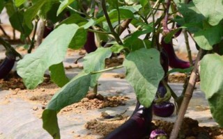 种植茄子的株行距，一般是40-45厘米×60-65厘米