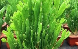 千手观音仙人掌开花所需时间，一般需要3年才能看到花朵