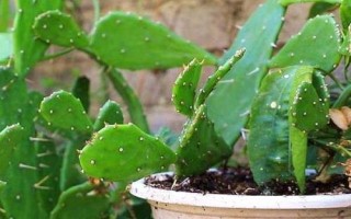 仙人掌怎么繁殖，可采用嫁接、分株、播种等方式