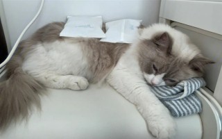 为什么猫咪喜欢在混凝土地面上打滚，可通过地面的温度来调节体温