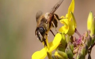 蜜蜂分为哪些蜂，分为蜂王、工蜂和雄蜂